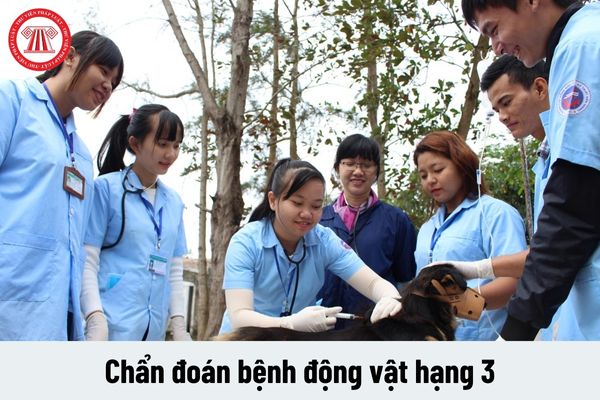 Chẩn đoán bệnh động vật hạng 3 phải đáp ứng yêu cầu về năng lực như thế nào?