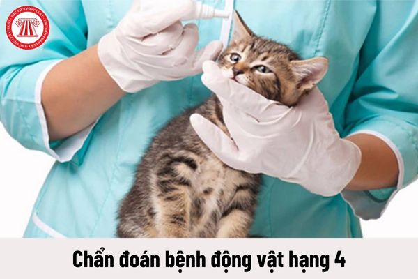 Quyền của người giữ chức danh Chẩn đoán bệnh động vật hạng 4 là gì?