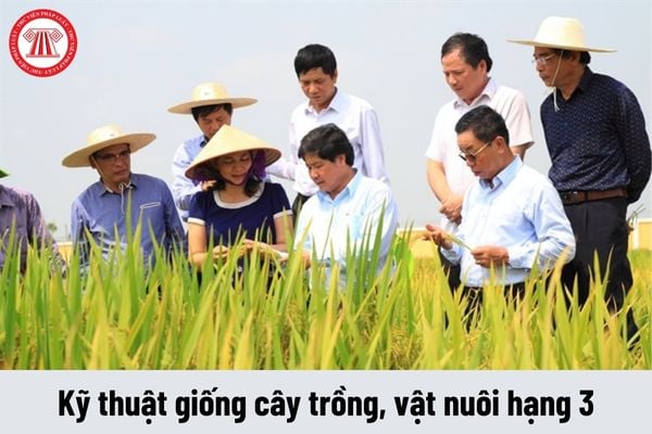 Kỹ thuật giống cây trồng, vật nuôi hạng 3 phải thực hiện những công việc như thế nào?