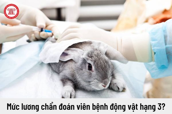 Chức danh chẩn đoán viên bệnh động vật hạng 3 có mức lương là bao nhiêu?