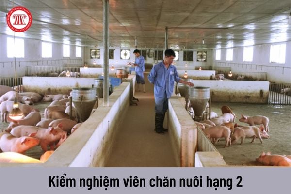 Mức lương của kiểm nghiệm viên chăn nuôi hạng 2 hiện nay là bao nhiêu?