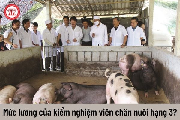 Viên chức giữ chức danh kiểm nghiệm viên chăn nuôi hạng 3 có mức lương như thế nào?