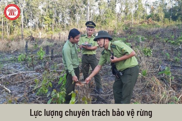 Tổ chức Lực lượng chuyên trách bảo vệ rừng bao gồm những ai?