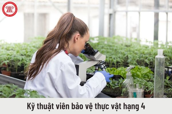 Kỹ thuật viên bảo vệ thực vật hạng 4 hiện nay nhận mức lương bao nhiêu?