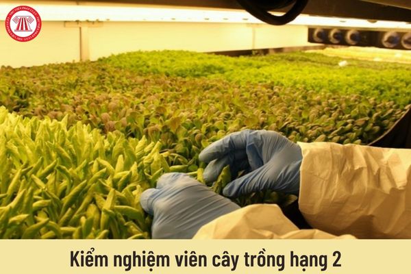 Kiểm nghiệm viên cây trồng hạng 2 có mức lương như thế nào?