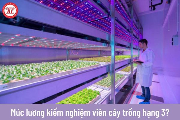 Kiểm nghiệm viên cây trồng hạng 3 được nhận mức lương bao nhiêu từ ngày 01/7/2023?