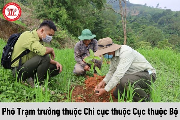 Nhiệm vụ của Phó Trạm trưởng thuộc Chi cục thuộc Cục thuộc Bộ Nông nghiệp và Phát triển nông thôn là gì?