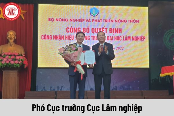 Phó Cục trưởng Cục Lâm nghiệp được nhận mức phụ cấp chức vụ lãnh đạo là bao nhiêu?