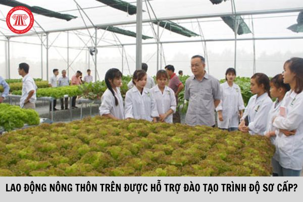 Lao động nông thôn trên cả nước được hỗ trợ đào tạo trình độ sơ cấp?