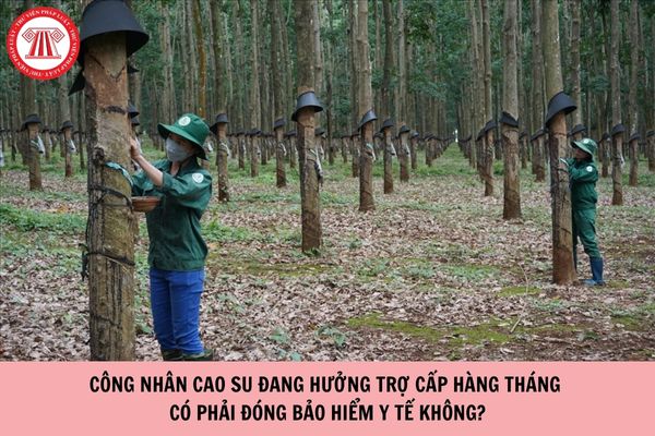 Công nhân cao su đang hưởng trợ cấp hàng tháng có phải đóng bảo hiểm y tế không?