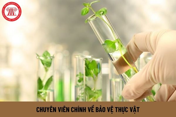 Chuyên viên chính về bảo vệ thực vật yêu cầu phải có bằng cấp gì?