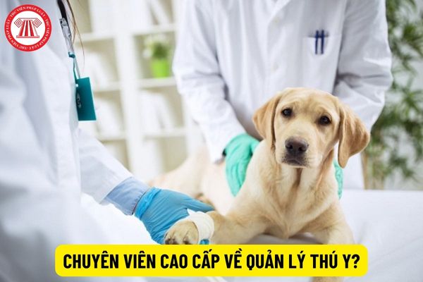 Chuyên viên cao cấp về quản lý thú y yêu cầu phải có bằng cấp gì?