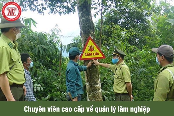 Chuyên viên cao cấp về quản lý lâm nghiệp phải có kinh nghiệm bao nhiêu năm?