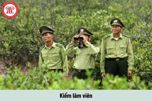 Muốn làm Kiểm lâm viên phải có trình độ gì? Kiểm lâm viên phải có năng lực như thế nào?