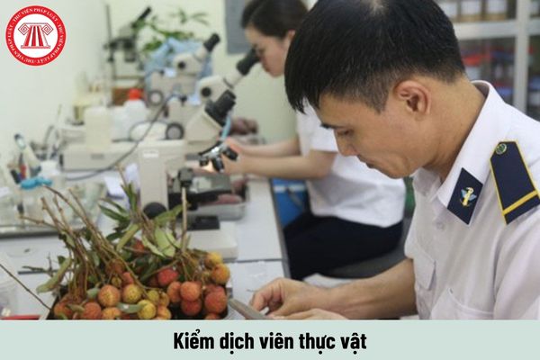 Kiểm dịch viên thực vật yêu cầu năng lực như thế nào? 