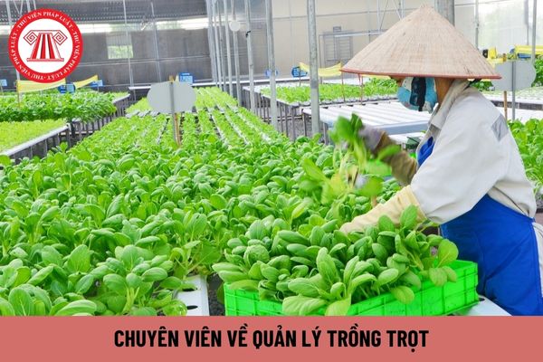 Chuyên viên về quản lý trồng trọt yêu cầu bằng cấp gì?