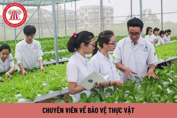 Chuyên viên về bảo vệ thực vật phải có trình độ như thế nào?