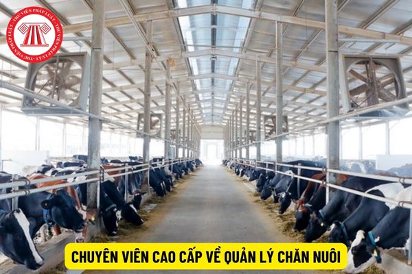 Chuyên viên cao cấp về quản lý chăn nuôi yêu cầu phẩm chất cá nhân ra sao?