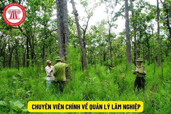 Quyền hạn của chuyên viên chính về quản lý lâm nghiệp là gì?