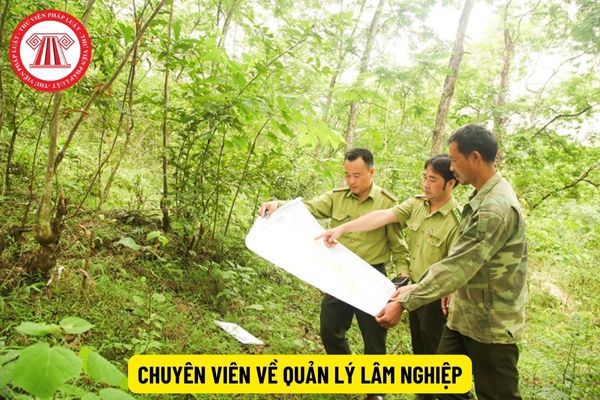 Chuyên viên về quản lý lâm nghiệp phải có trình độ đào tạo như thế nào?