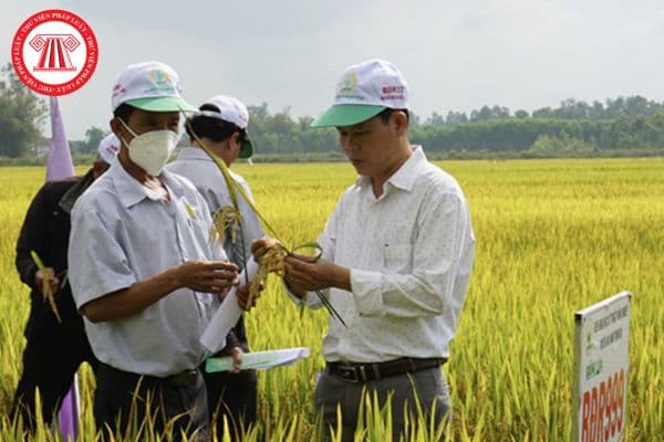 Ngày thành lập Hội Nông dân Việt Nam 14 tháng 10 là kỷ niệm bao nhiêu năm? Chủ tịch Hội Nông dân Việt Nam cấp xã phải có trình độ chuyên môn, nghiệp vụ ra sao?