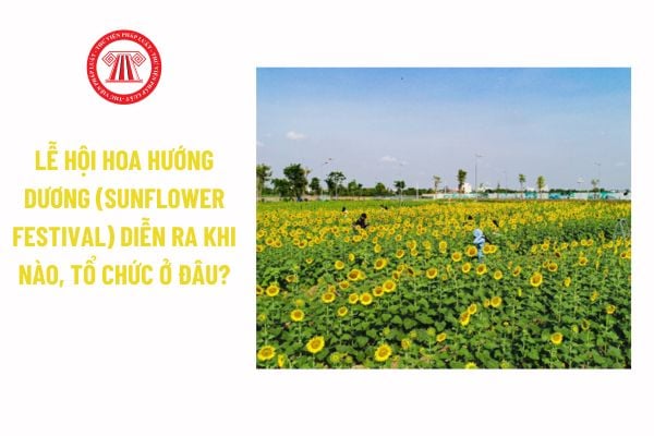 Lễ hội Hoa Hướng Dương (Sunflower Festival) diễn ra khi nào, tổ chức ở đâu?