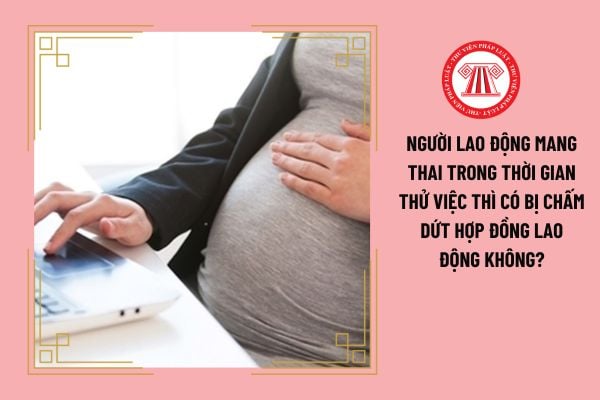 Người lao động mang thai trong thời gian thử việc thì có bị chấm dứt hợp đồng lao động không?