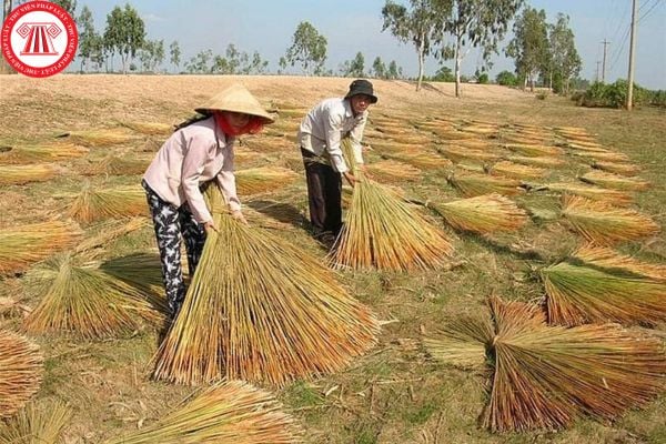 Lao Động Tiền Lương