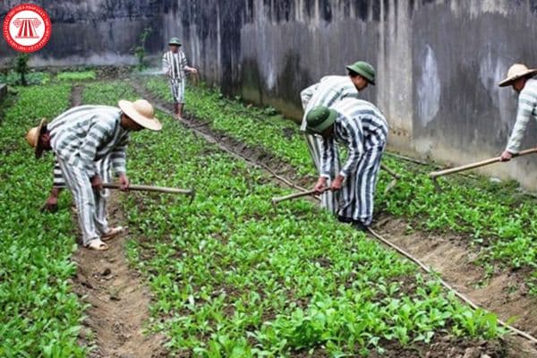 Người bị phạt tù có được hưởng lợi từ kết quả lao động của mình khi ở trong tù không?