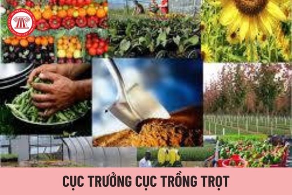 Cục trưởng Cục Trồng trọt có trách nhiệm gì?