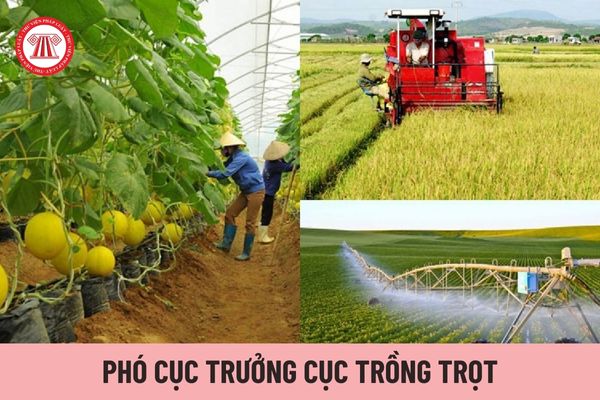 Ai có thẩm quyền bổ nhiệm Phó Cục trưởng Cục Trồng trọt?