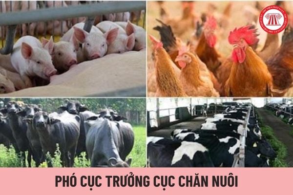 Phó Cục trưởng Cục Chăn nuôi giúp Cục trưởng vấn đề gì?