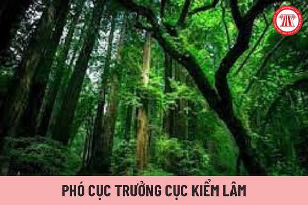 Hệ số phụ cấp chức vụ lãnh đạo của Phó Cục trưởng Cục Kiểm lâm được nhận là bao nhiêu?