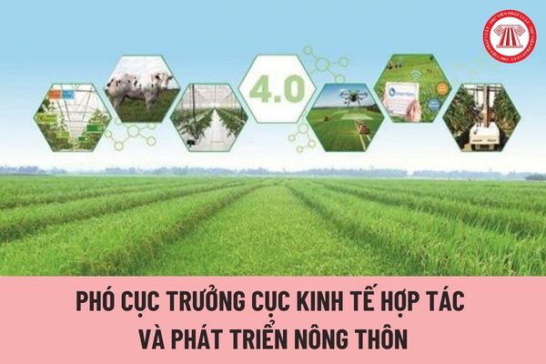 Phó Cục trưởng Cục Kinh tế hợp tác và Phát triển nông thôn giúp Cục trưởng vấn đề gì?