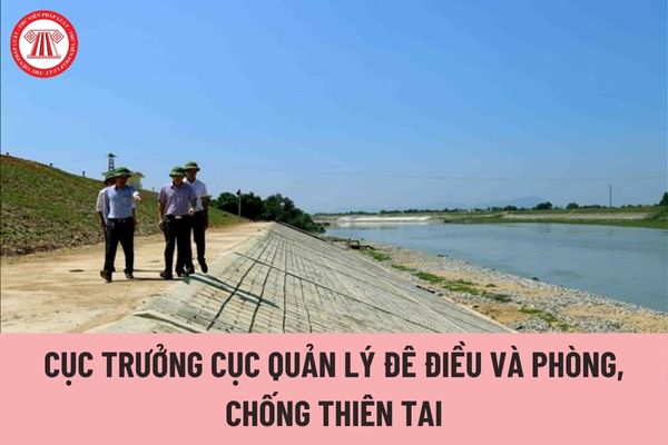 Cục trưởng Cục Quản lý đê điều và Phòng, chống thiên tai chịu trách nhiệm trước ai?