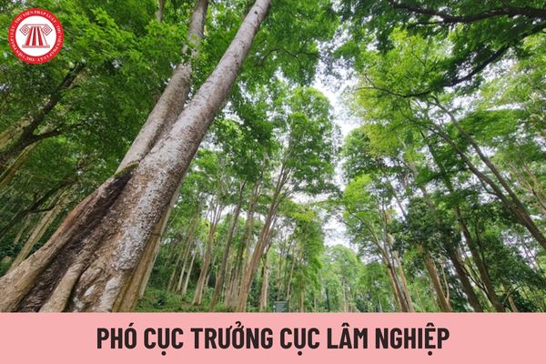 Ai có thẩm quyền bổ nhiệm Phó Cục trưởng Cục Lâm nghiệp?