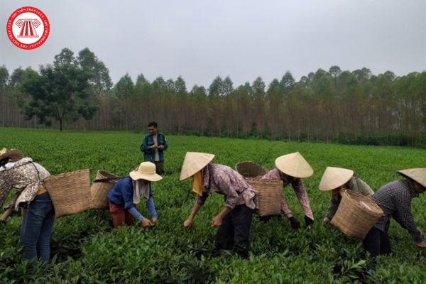 Lao động khu vực nông thôn có mức thu nhập bình quân trong quý 2 năm 2024 là bao nhiêu?