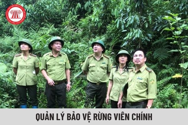 Quản lý bảo vệ rừng viên chính có hệ số lương bao nhiêu?