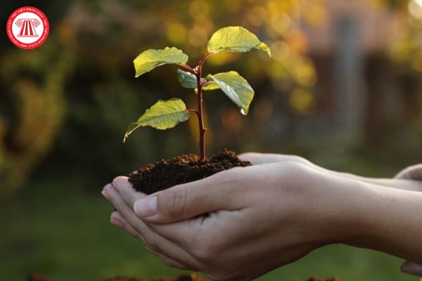 Môi trường là gì, thực trạng môi trường và bảo vệ môi trường thế nào? Vai trò của môi trường đối với người lao động ra sao?