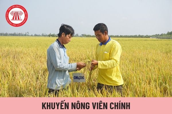 Khuyến nông viên chính cần đảm bảo tiêu chuẩn gì về năng lực chuyên môn nghiệp vụ?