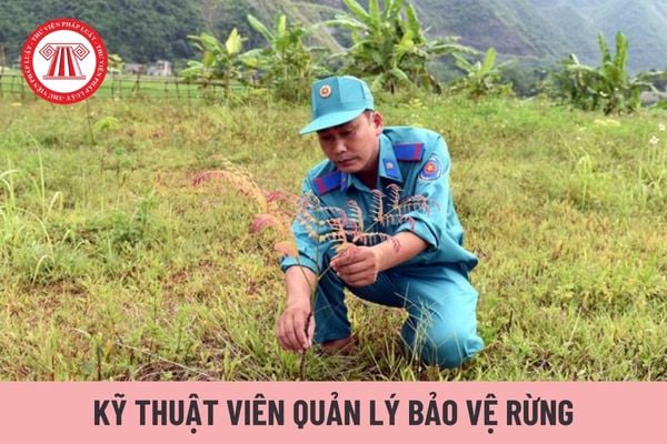 Hệ số lương của Kỹ thuật viên quản lý bảo vệ rừng là bao nhiêu?