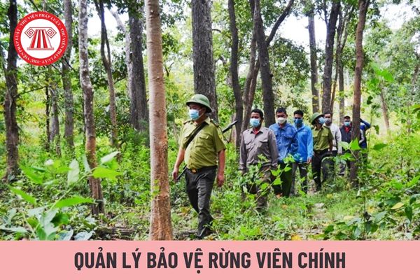 Quản lý bảo vệ rừng viên chính có nhiệm vụ gì?