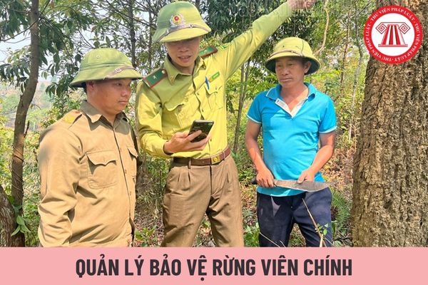 Quản lý bảo vệ rừng viên chính có mức lương tối thiểu là bao nhiêu?