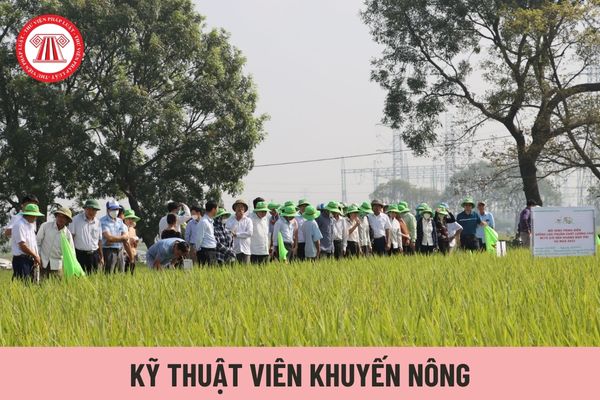 Kỹ thuật viên khuyến nông có mức lương tối thiểu hiện này là bao nhiêu?