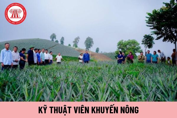 Mức lương tối đa của Kỹ thuật viên khuyến nông hiện nay là bao nhiêu?