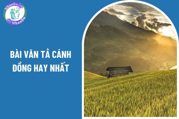 04 mẫu viết bài văn tả cánh đồng hay nhất? Học sinh lớp 5 cần đạt những năng lực văn học nào?