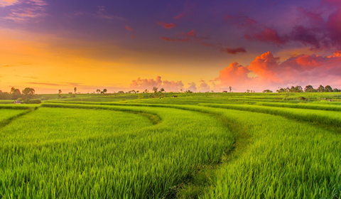 Read more about the article Bổ sung điều kiện cho phép chuyển mục đích sử dụng đất trồng lúa để thực hiện dự án đầu tư