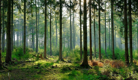 Read more about the article Chuyển đất rừng sang mục đích sử dụng khác không được cho phép bị phạt bao nhiêu?