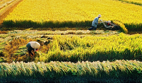 Read more about the article Cách xác định diện tích đất nông nghiệp để tính hỗ trợ ổn định đời sống khi nhà nước thu hồi đất