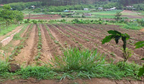 Read more about the article Điều kiện mua bán đất nông nghiệp mới nhất